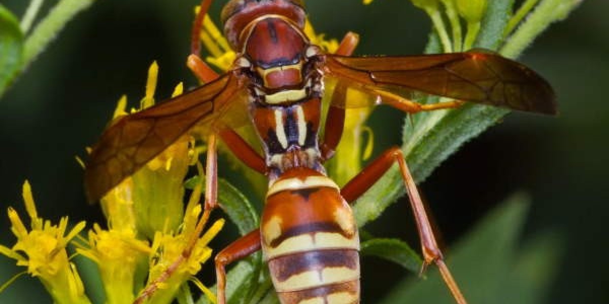 Protecting Your Home from Hornets and Wasps: Wh