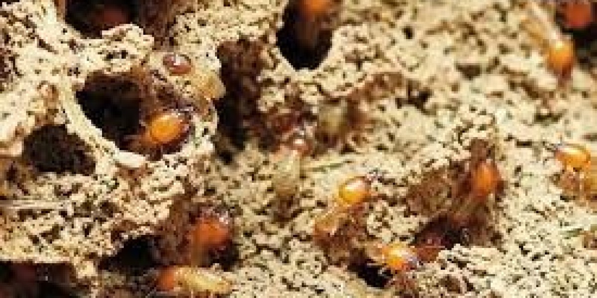 How Can Effective Termite Control in Dubai