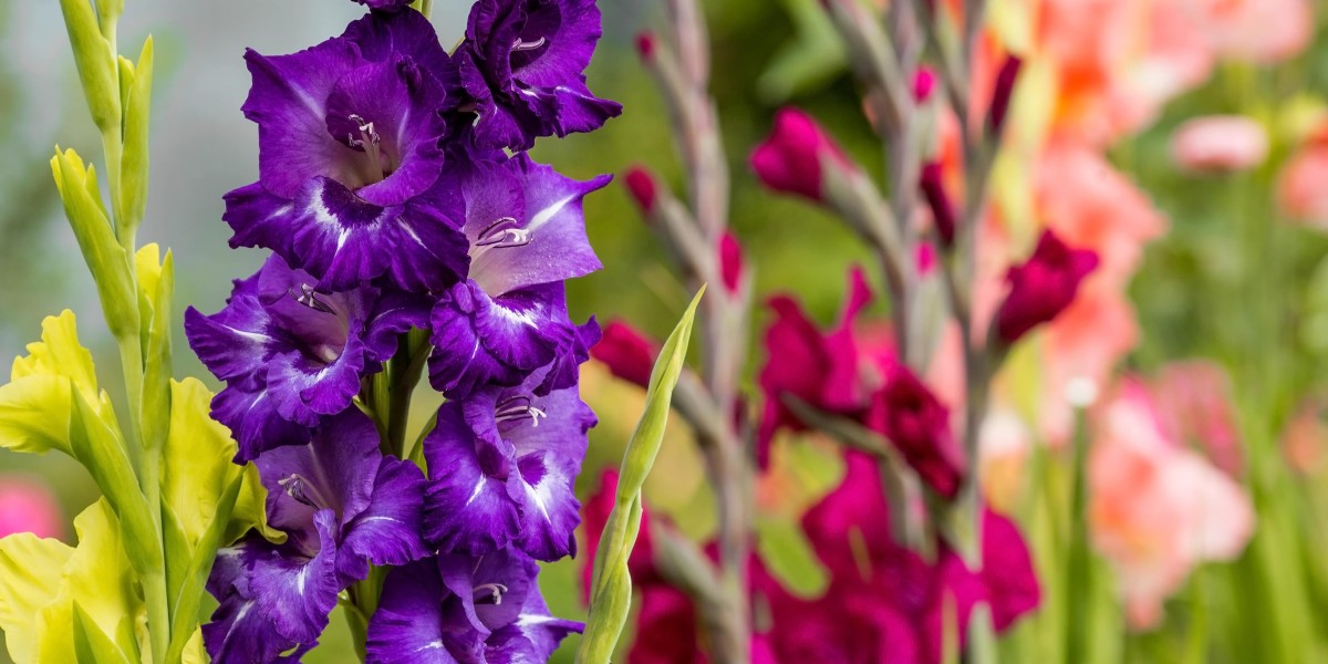 August Birth Flower Meaning | What Makes It So