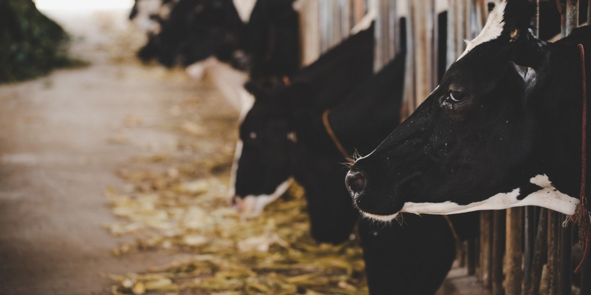 Animal Feed Supplements in India-Animax