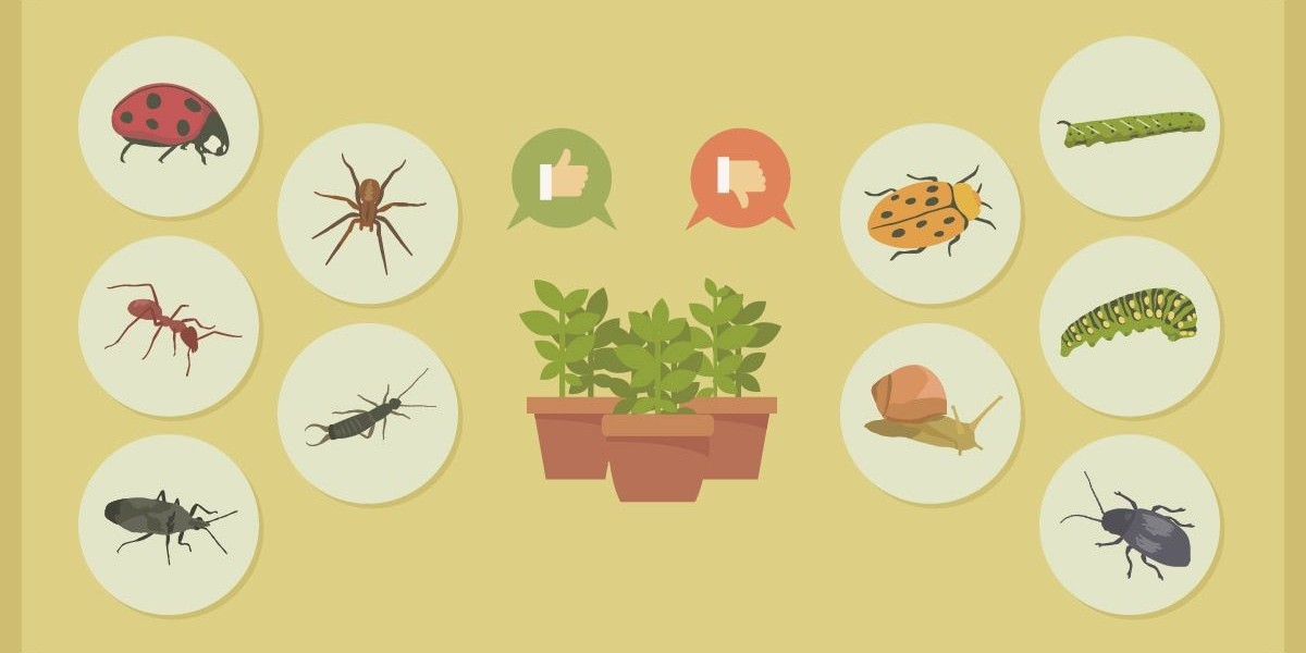 Expert Cedar Hill Pest Control Services You Can