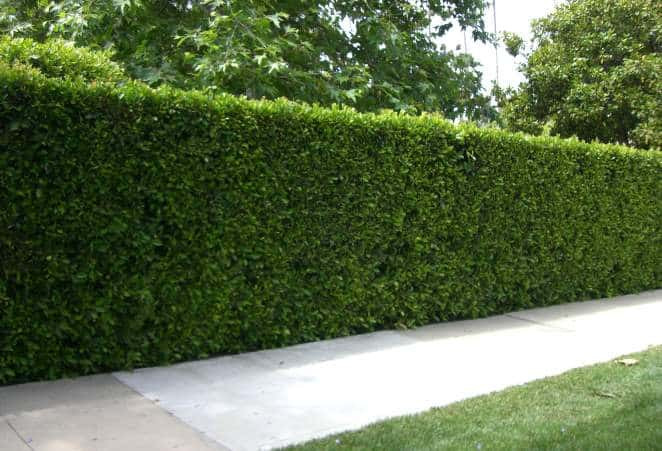 The Complete Wax Leaf Privet Plant Care Guide