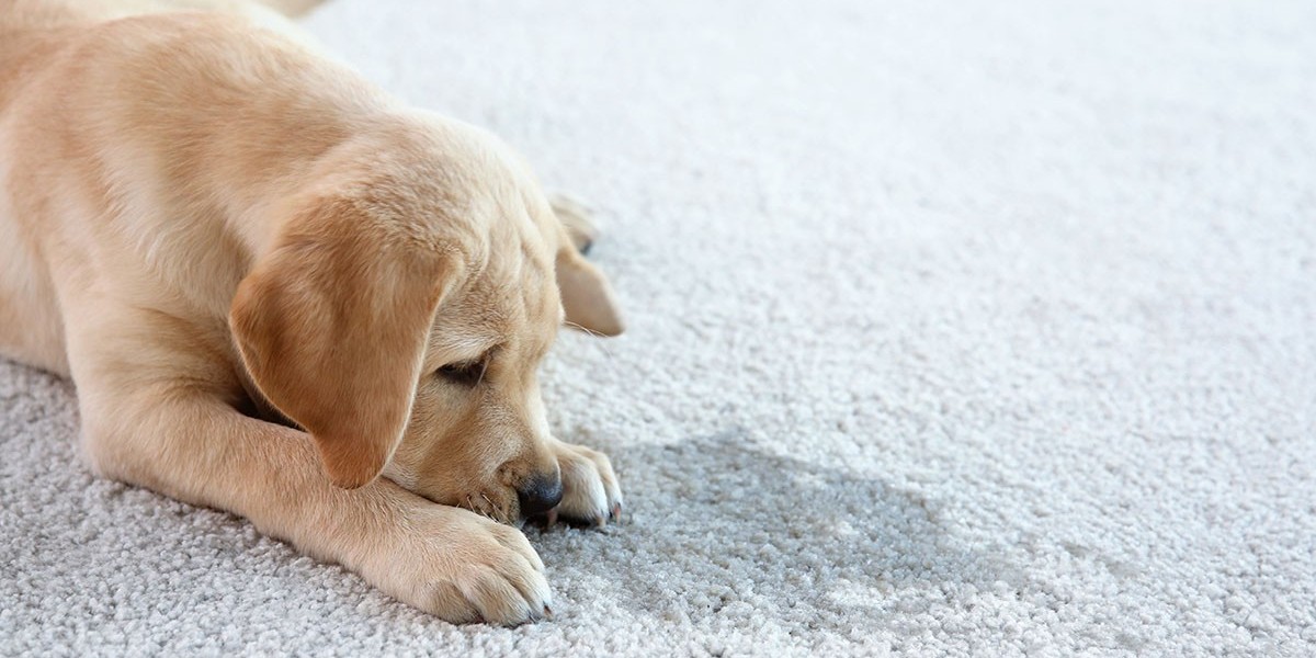 Pet Stain Removal Columbia, SC