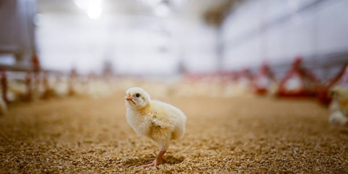 Exploring the Livestock Flooring Market: Trends