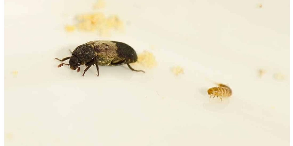 Tiny Black Beetles in House: How to Identify