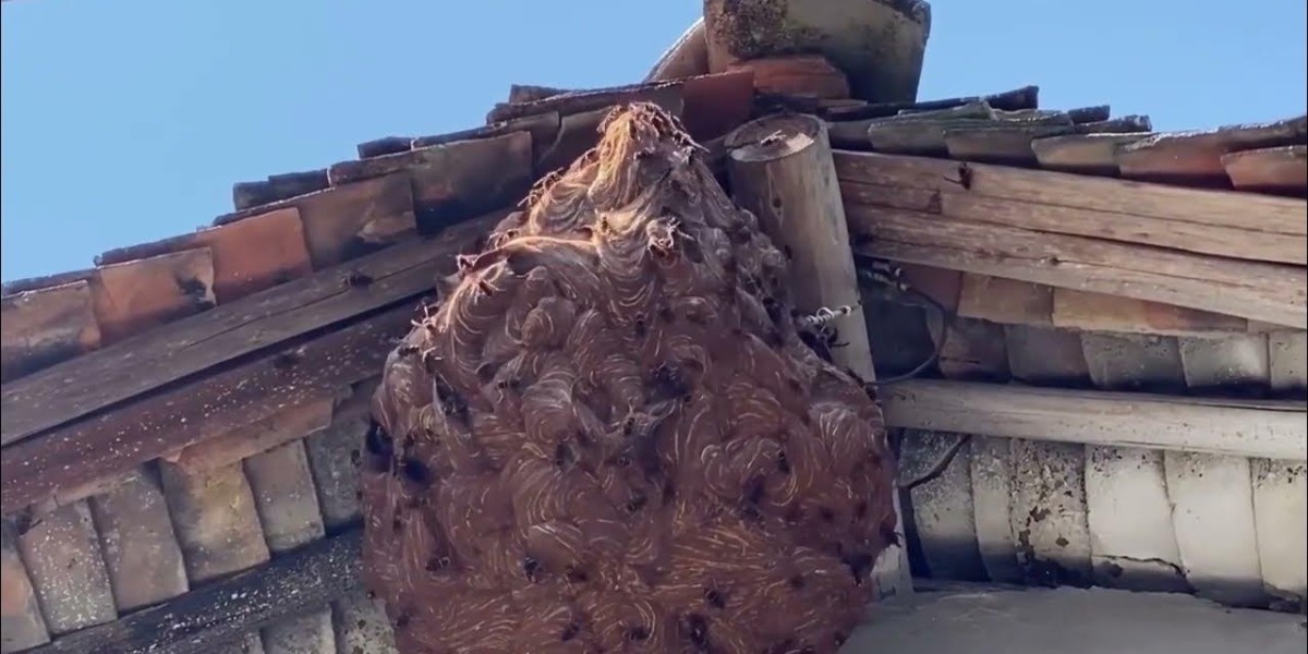 Safe and Effective Hornet Removal Services IL