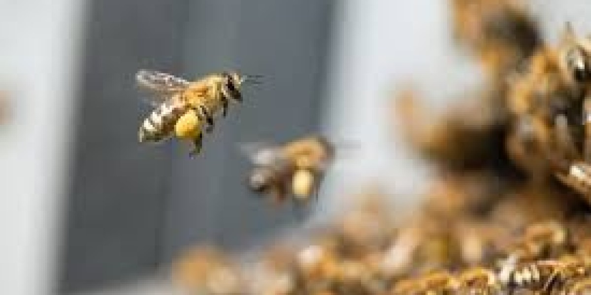 How Professional Bees Services Protect Homes an