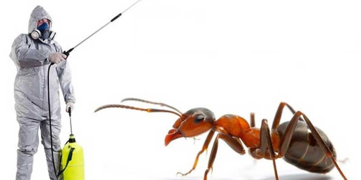 Safe and Smart Ant Control: How Experts Protect