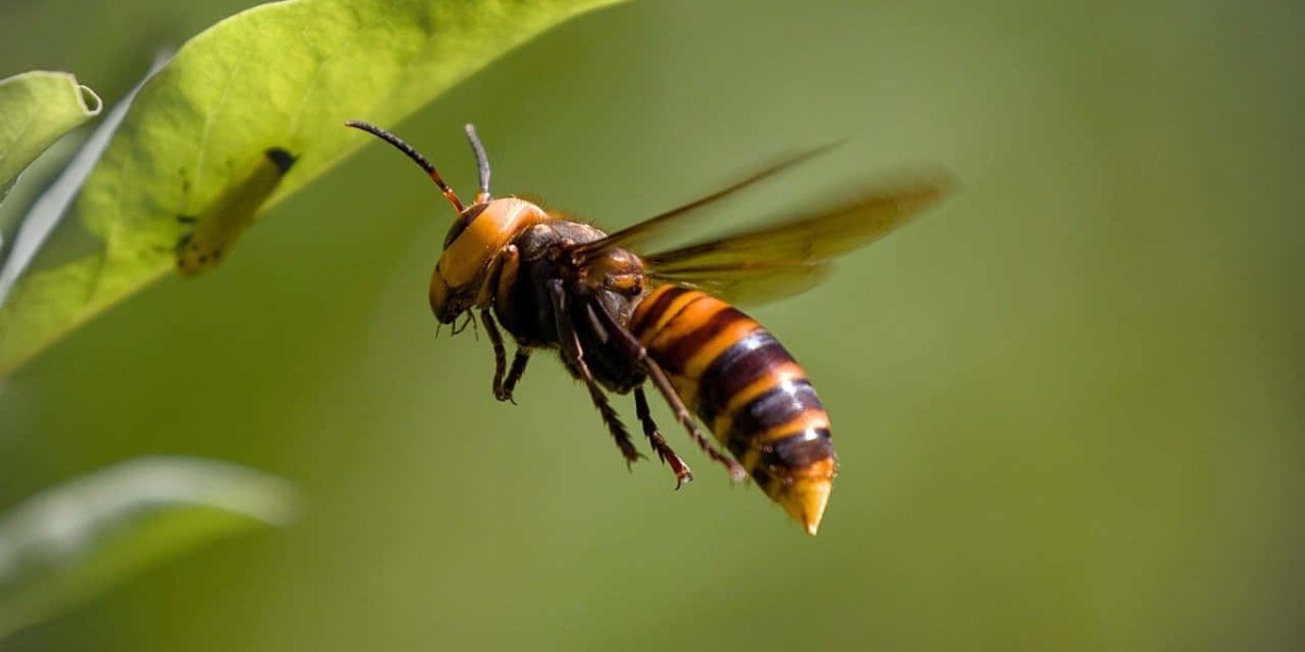 Reliable Bee Removal Services | Hanover Park