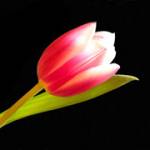 Ivy khandoker Profile Picture