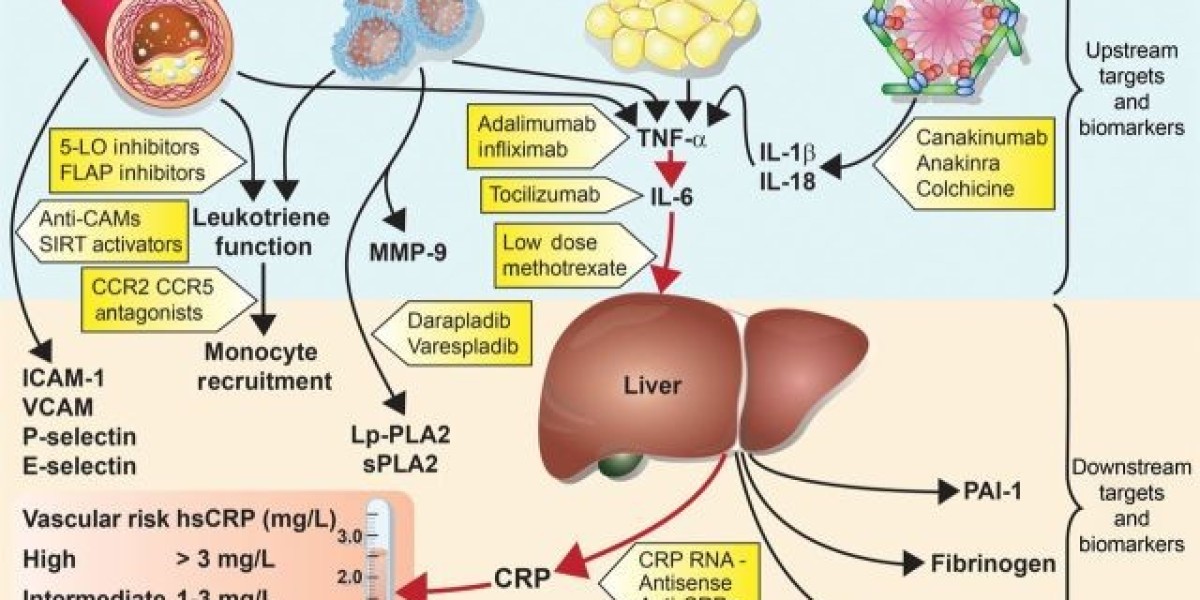 C-Reactive Protein (CRP) Testing Market Size
