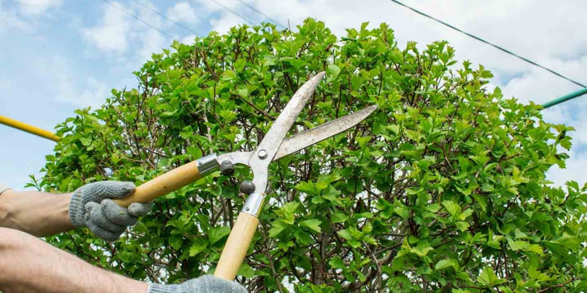 Preserve Your Landscape with Expert Tree Care