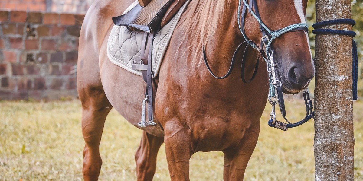 How Can an Equine Joint Supplement Support a Ho