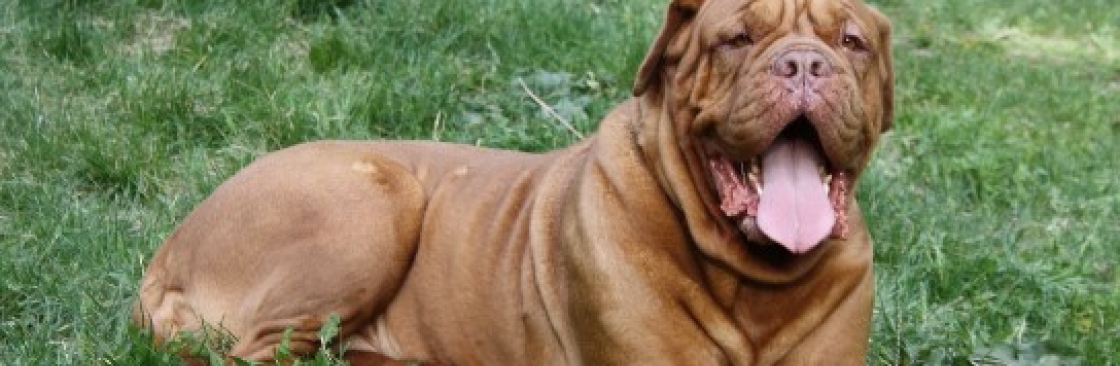 Doguede Bordeaux Cover Image