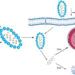 Thomas Schmitt Profile Picture