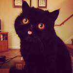 Lukki Vitto Profile Picture