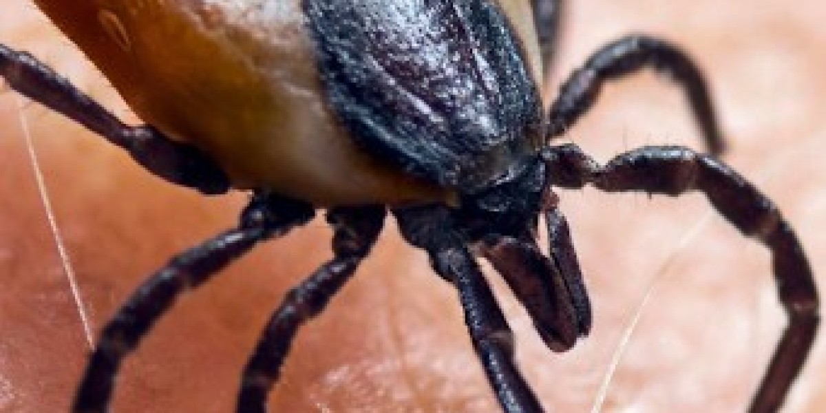 Dr. Berkowitz’s Lyme Protocol