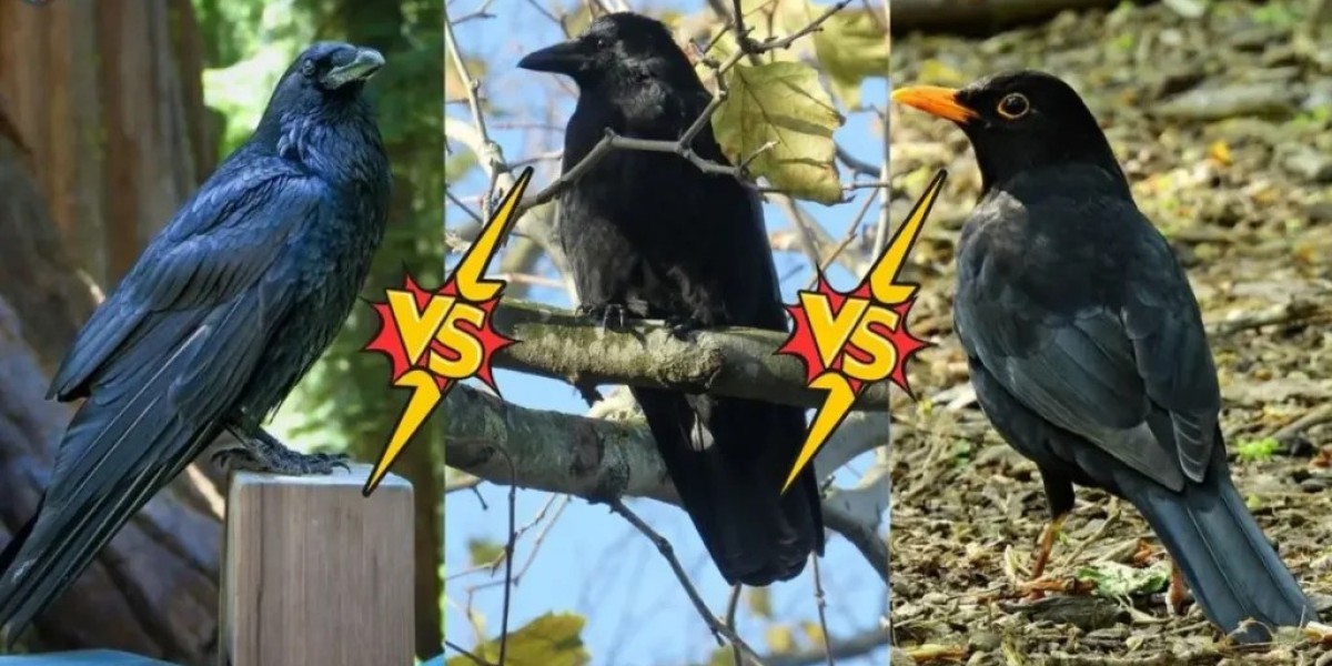 The Ultimate Comparison: Raven vs Crow vs Black