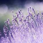 Prestige Kollur Profile Picture