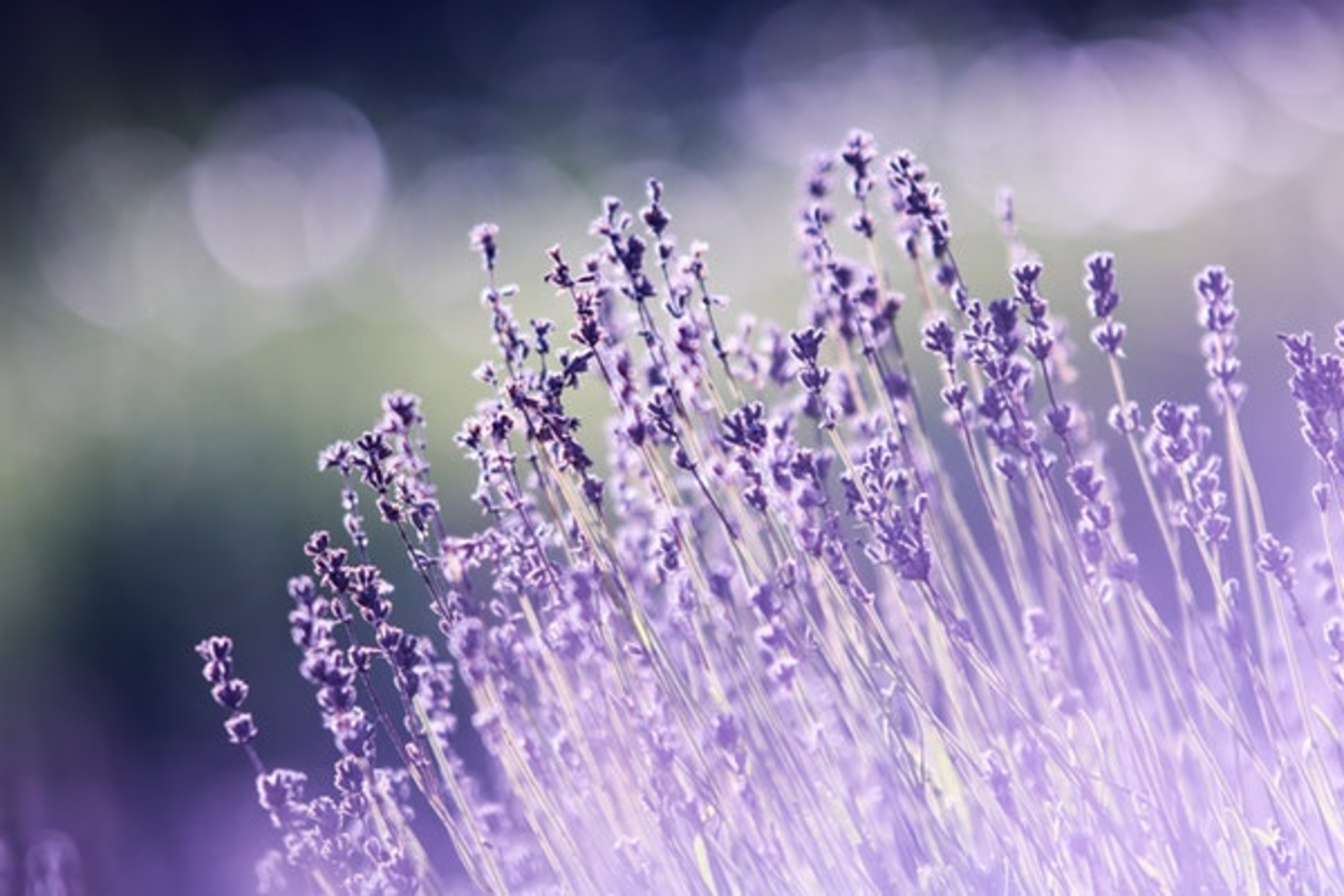 Prestige Kollur Profile Picture