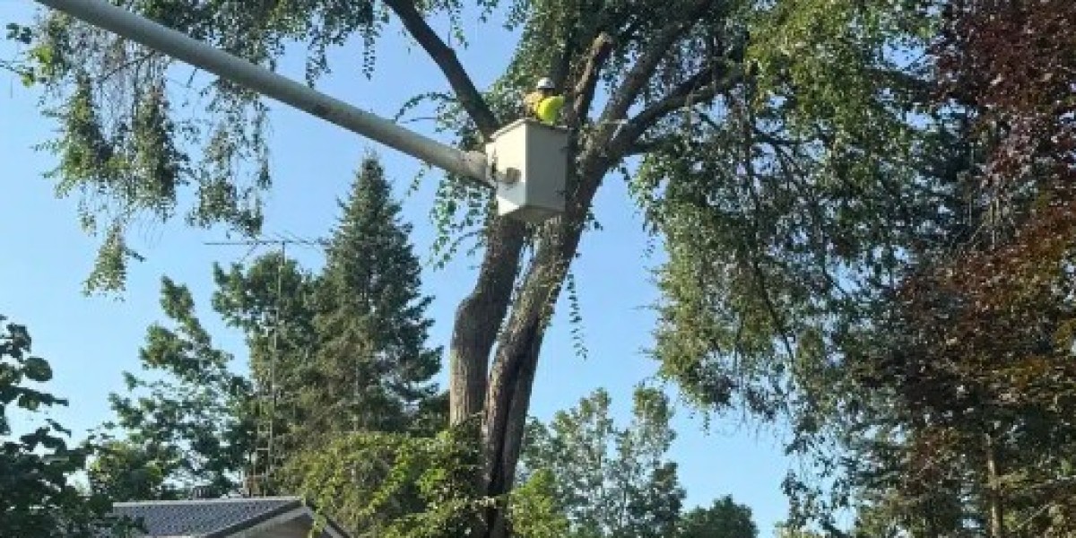 5 Essential Tips for Tree Removal in Ottawa