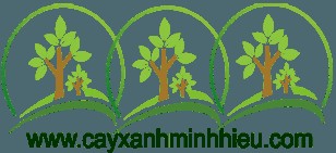 Cây Xanh Minh Hiếu Profile Picture