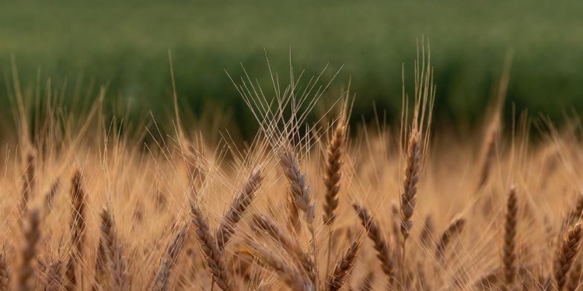 Why Safeena Food Is Becoming the Most Trusted