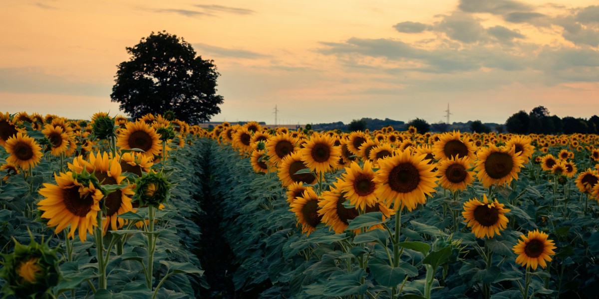 Is the Chase rune a good first big upgrade pick