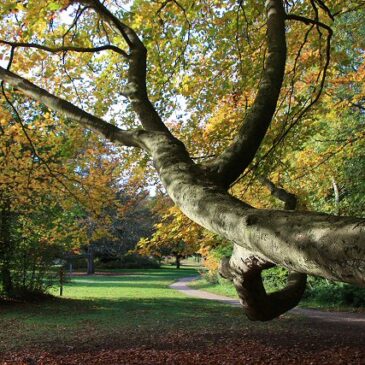 Walks In East Anglia Archives - Countryside Walks