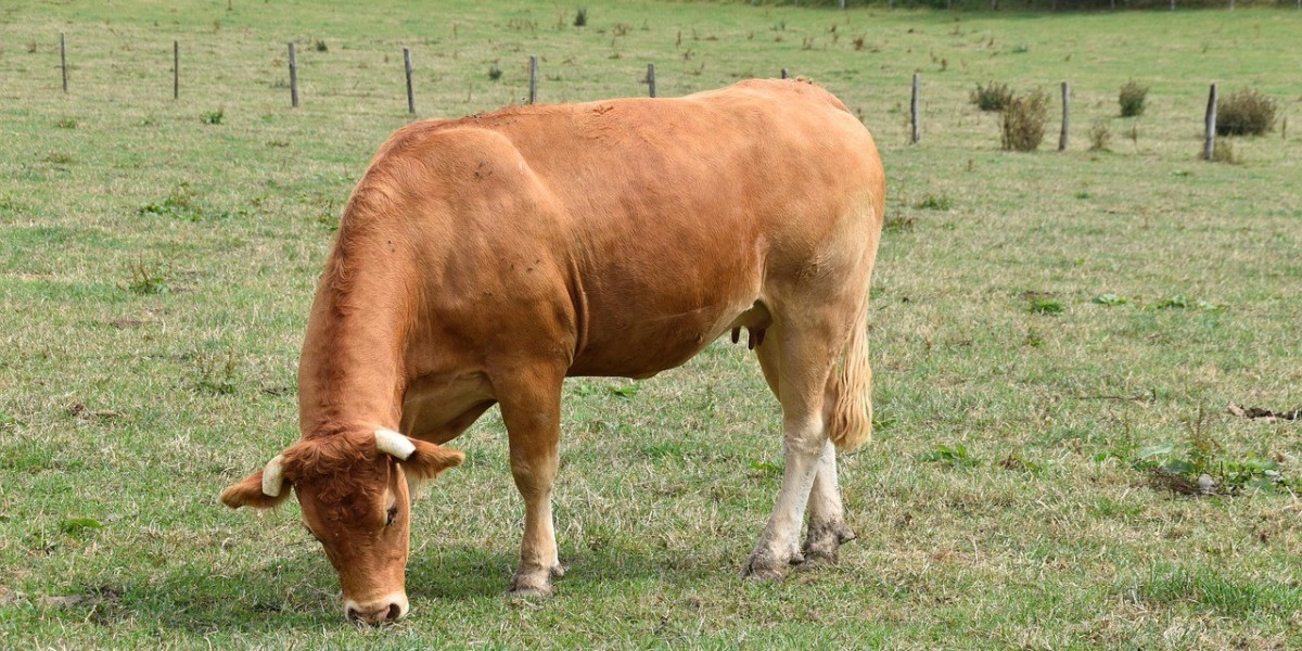 Cow Tranquilizer |Precision Livestock Injection