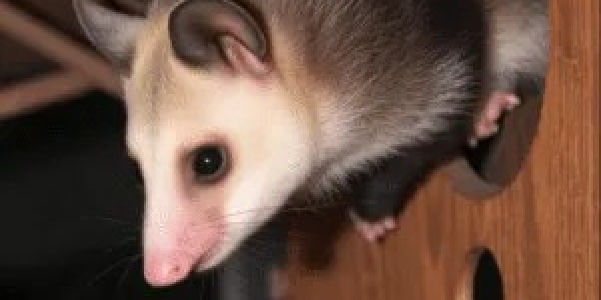 Why Regular Pest Inspections Matter