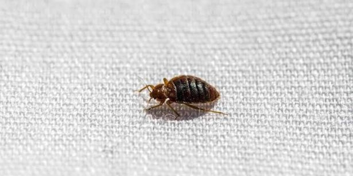 How to Identify and Stop Bed Bugs Removal