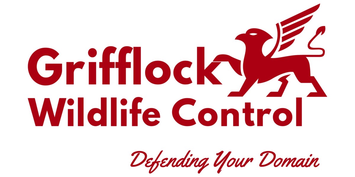 Reliable Raccoon Wildlife Removal