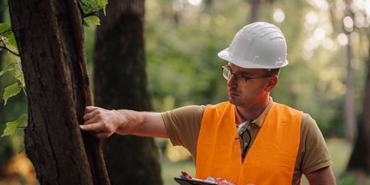 Trusted Professional Tree Care Done Right