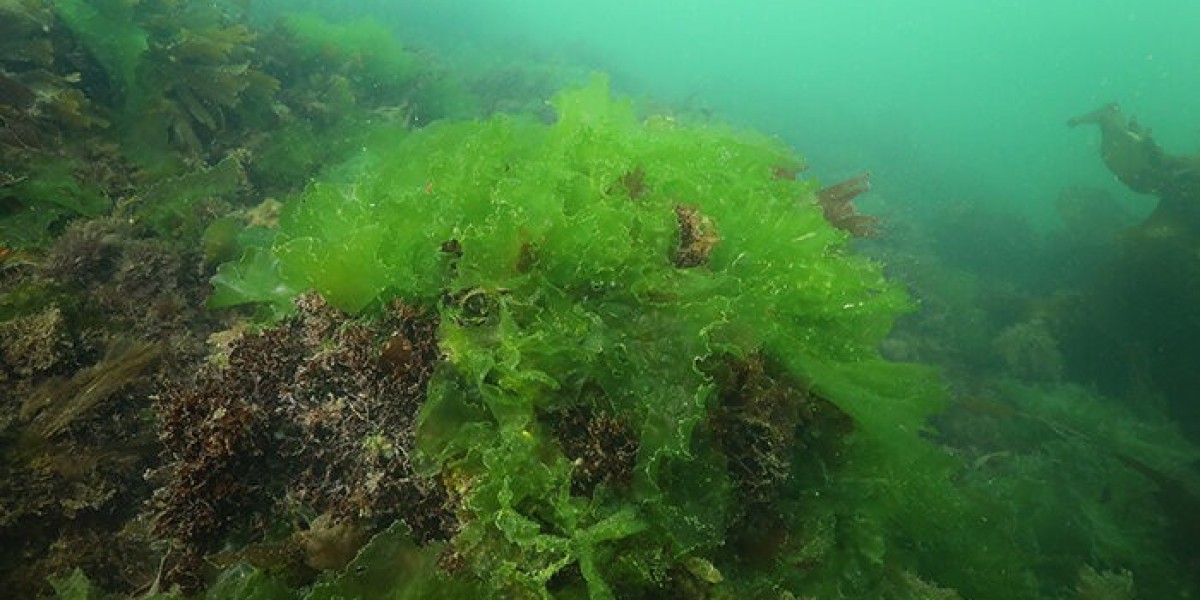 Marine Enzymes Market Impacting Factors