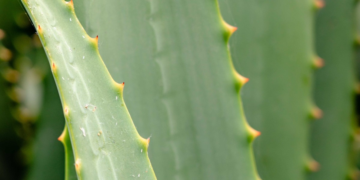 Aloe Vera Gel Market Impacting Factors Shaping