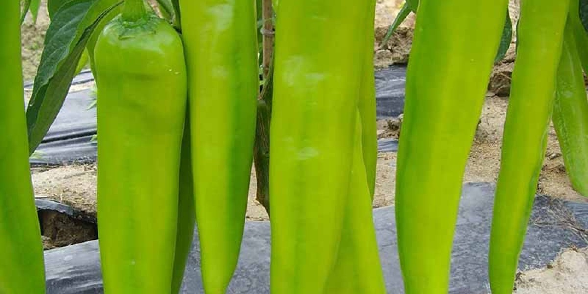 Crop Rotation, Dieases resistance and Field Pla