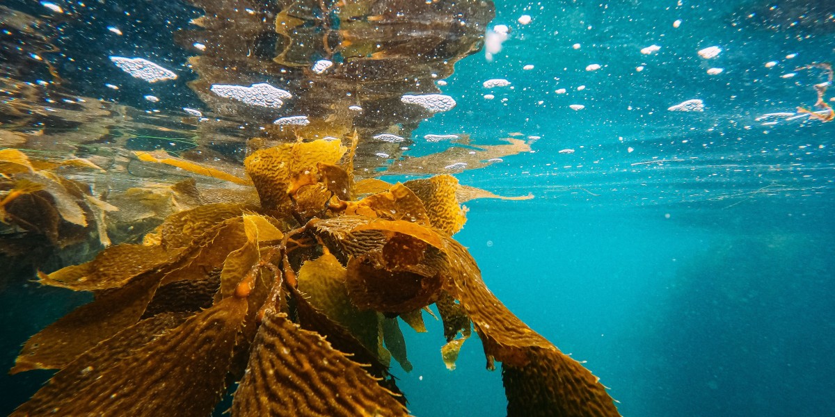 Seaweed Extract Market Restraints